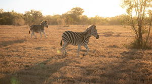 Two zebras spotted on Safari in Africa